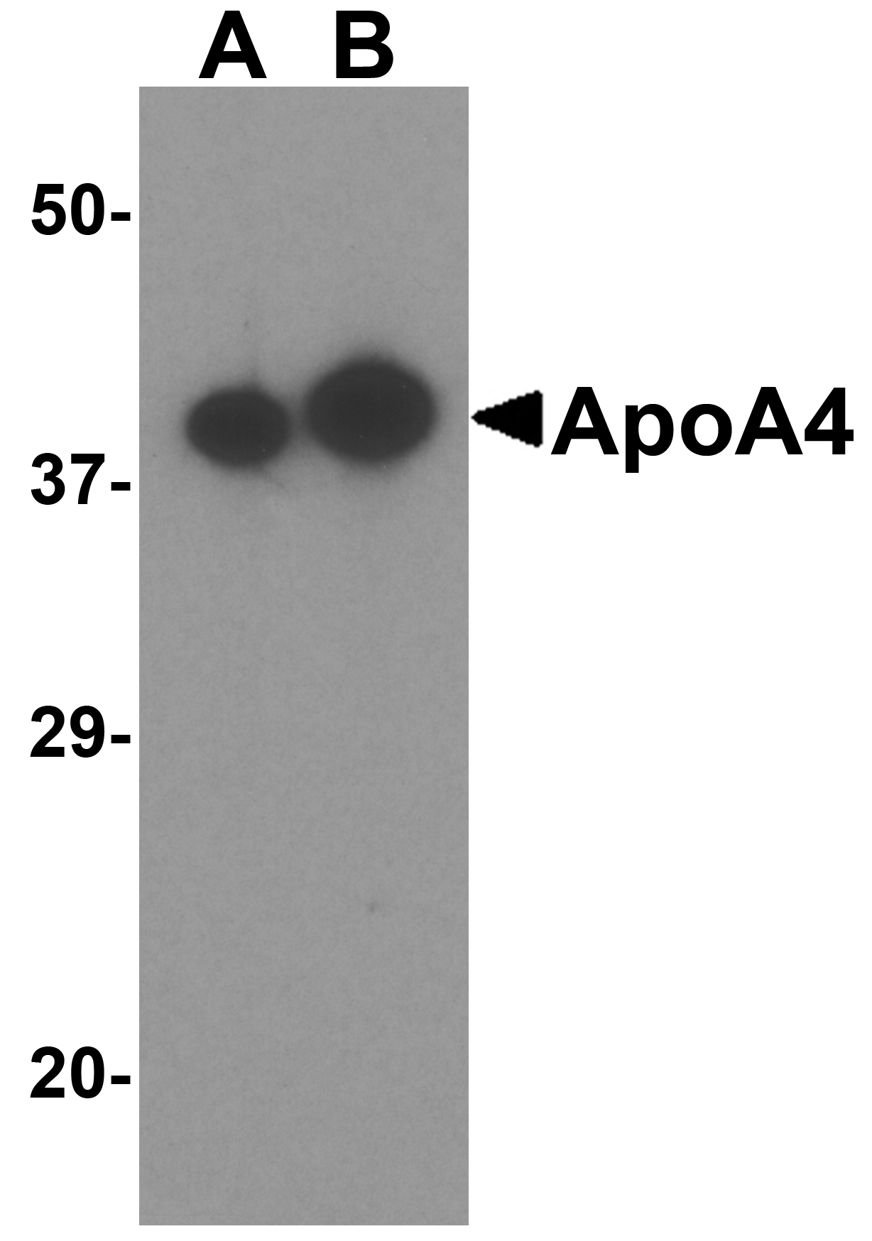 ApoA4 Antibody