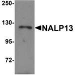 Western blot analysis of NALP13 in K562 cell lysate with NALP13 antibody at 1 μg/mL.