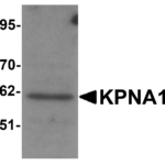 Western blot analysis of KPNA1 in Hela cell lysate with KPNA1 antibody at 1μg/mL.
