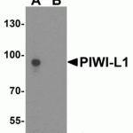 Western blot analysis of PIWI-L1 in human testis tissue lysate with PIWI-L2 antibody at 1 μg/ml in (A) the absence and (B) the presence of blocking peptide.