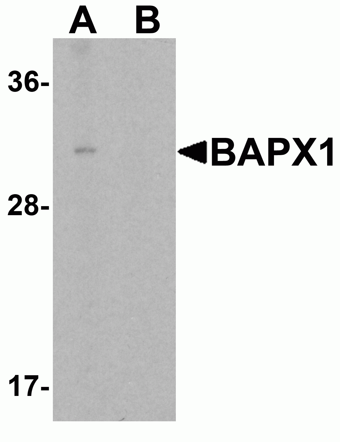 BAPX1 Antibody