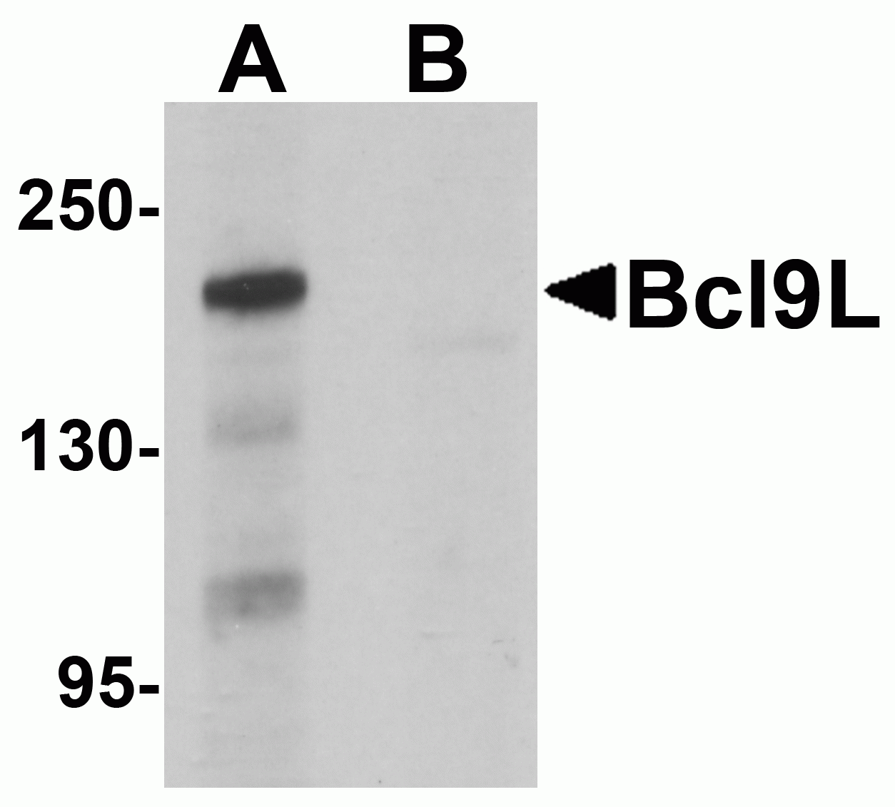 Bcl9L Antibody