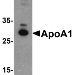 Western blot analysis of ApoA1 in chicken liver tissue lysate with ApoA1 antibody at 1 μg/mL .