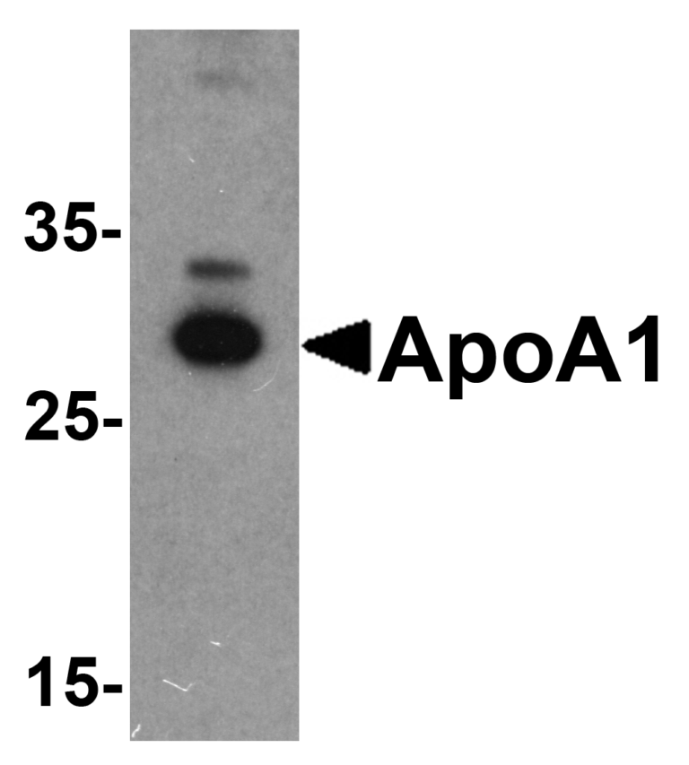 ApoA1 Antibody