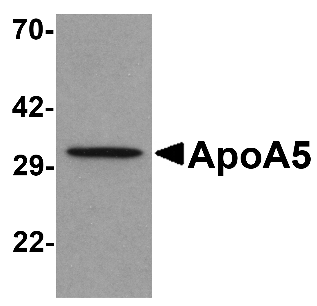 ApoA5 Antibody