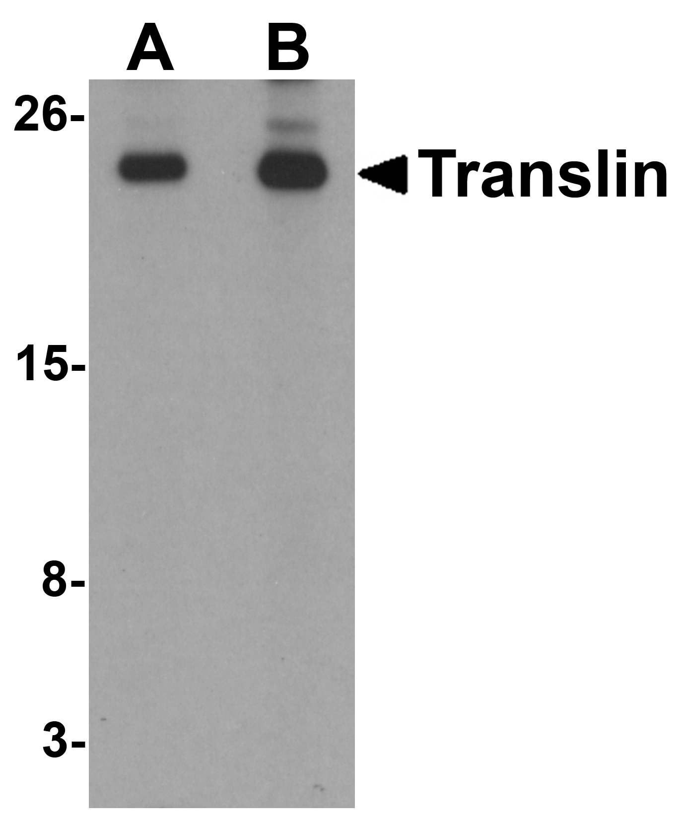 Translin Antibody