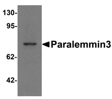 Paralemmin3 Antibody