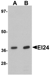 EI24 Antibody
