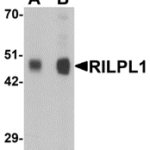 Western blot analysis of RILPL1 in rat cerebellum tissue lysate with RILPL1 antibody at (A) 0.5 and (B) 1 μg/mL.