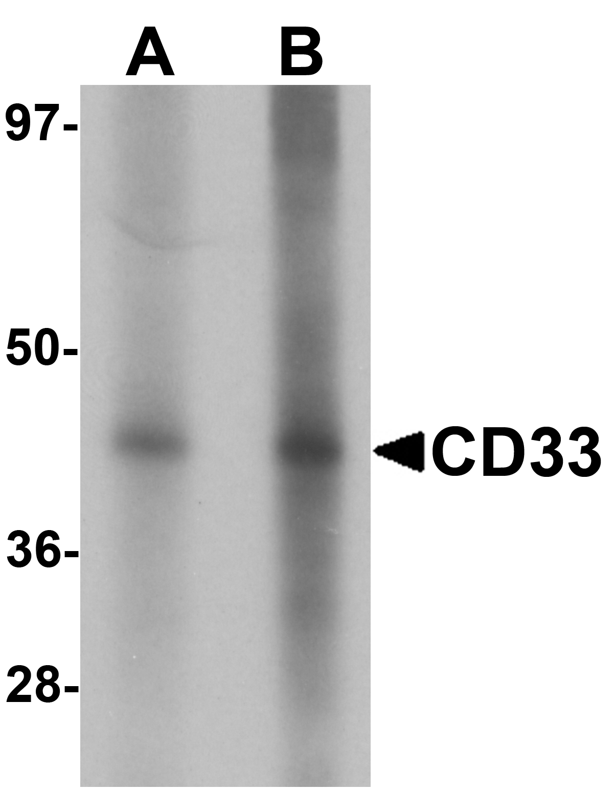CD33 Antibody