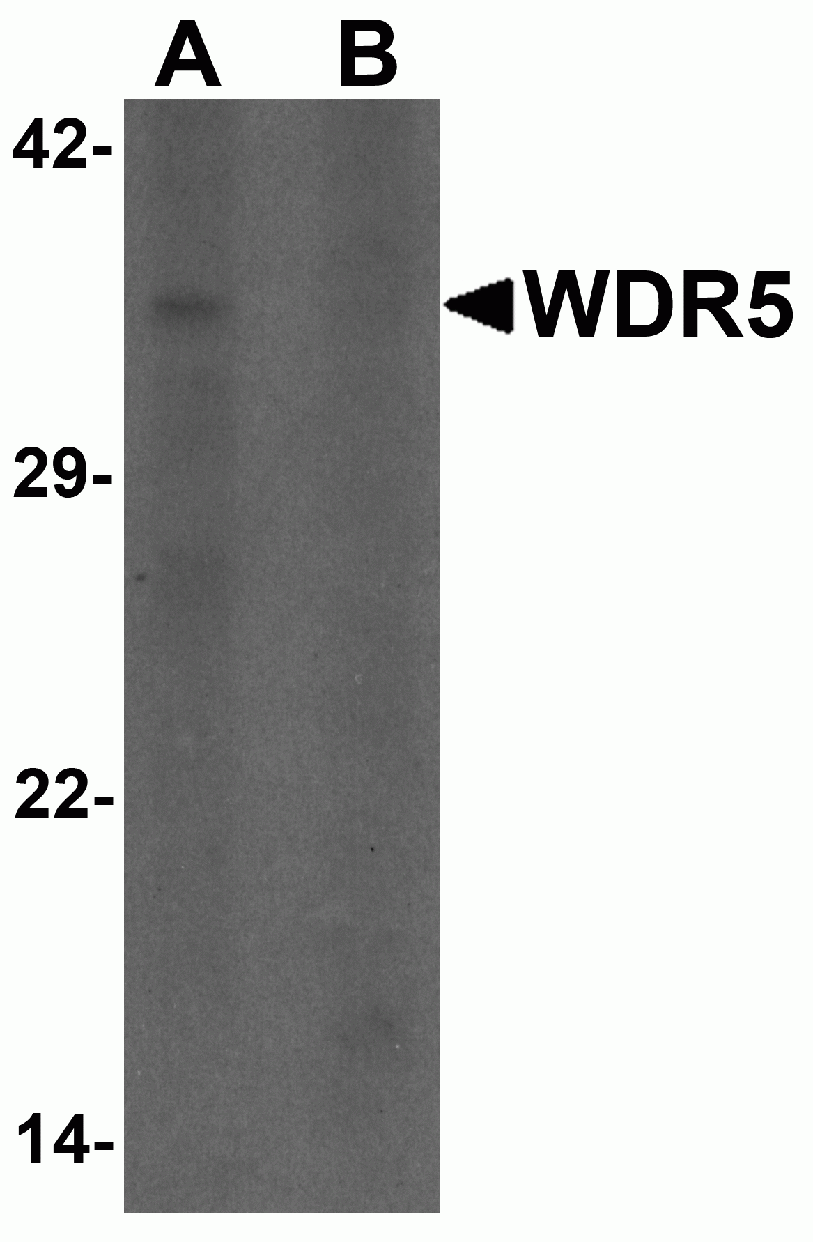 WDR5 Antibody