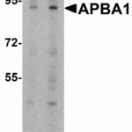 Western blot analysis of APBA1 in rat brain tissue lysate with APBA1 antibody at 0.5 μg/ml in (A) the absence and (B) the presence of blocking peptide.