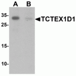 Western blot analysis of TCTEX1D1 in K562 cell lysate with TCTEX1D1 antibody at 1 μg/mL in (A) the absence and (B) the presence of blocking peptide.