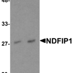 Western blot analysis of NDFIP1 in PC-3 cell lysate with NDFIP1 antibody at (A) 0.5 and (B) 1 μg/mL.