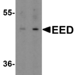Western blot analysis of EED in human heart tissue lysate with EED antibody at (A) 1 and (B) 2 μg/mL.