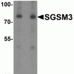 Western blot analysis of SGSM3 in 293 cell lysate with SGSM3 antibody at (A) 1 and (B) 2 μg/mL.