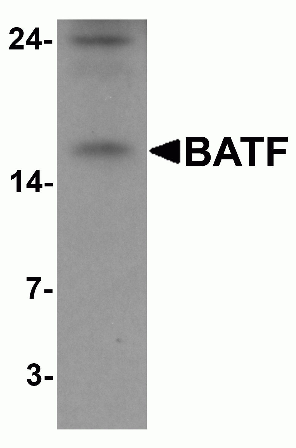 BATF Antibody