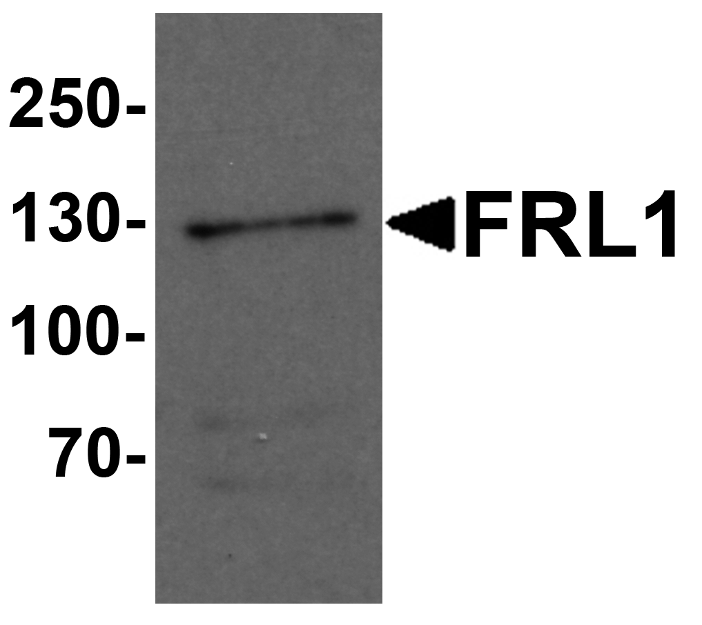 FRL1 Antibody