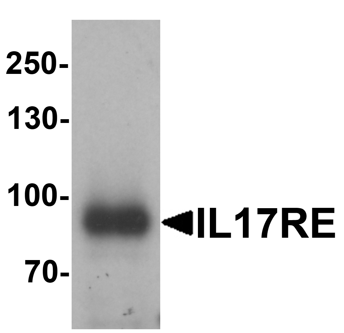 IL-17RE Antibody