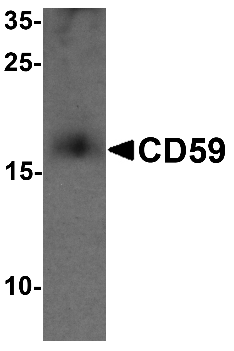 CD59 Antibody