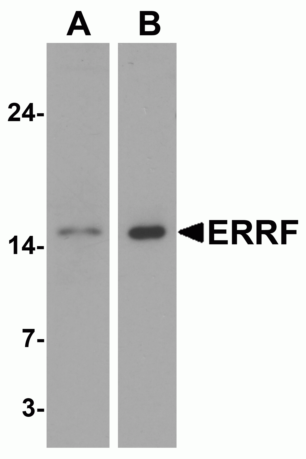 ERRF Antibody