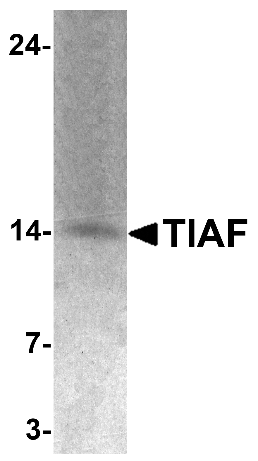 TIAF Antibody