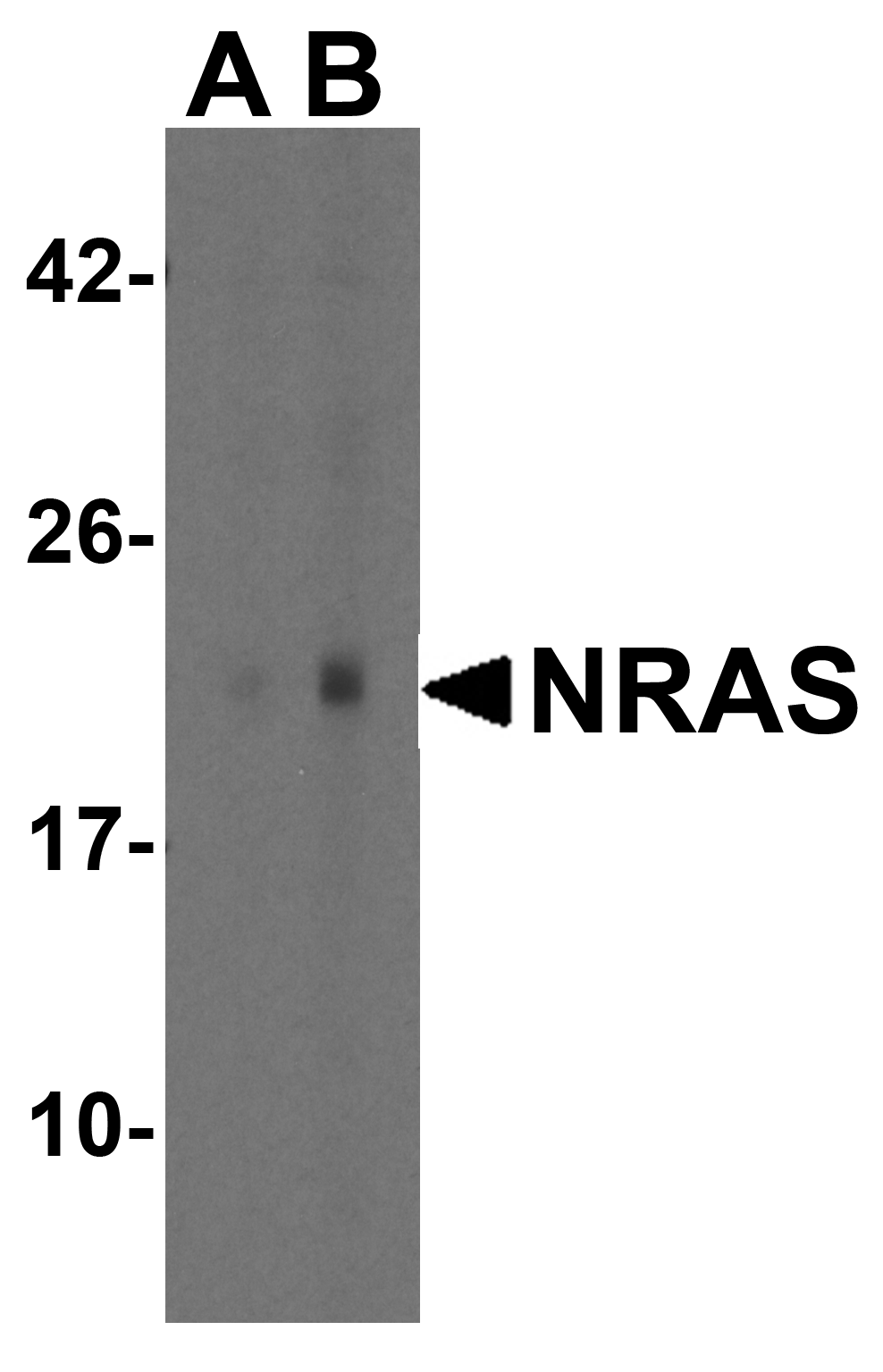 N-RAS Antibody