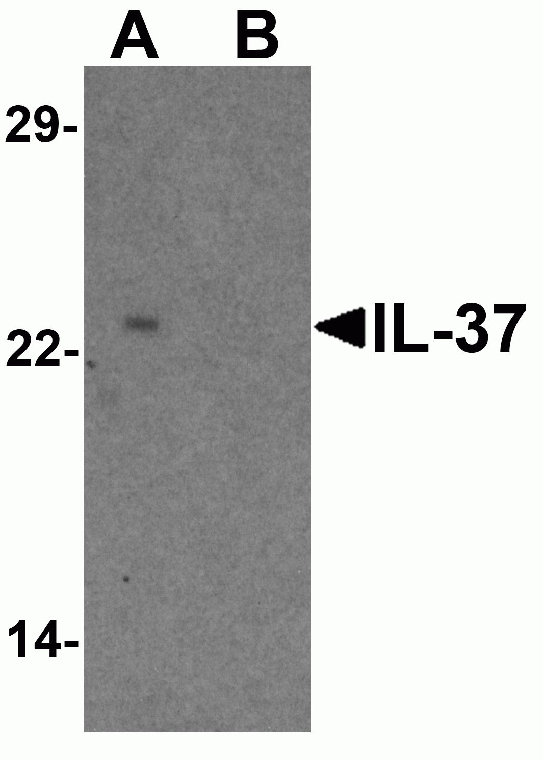IL-37 Antibody