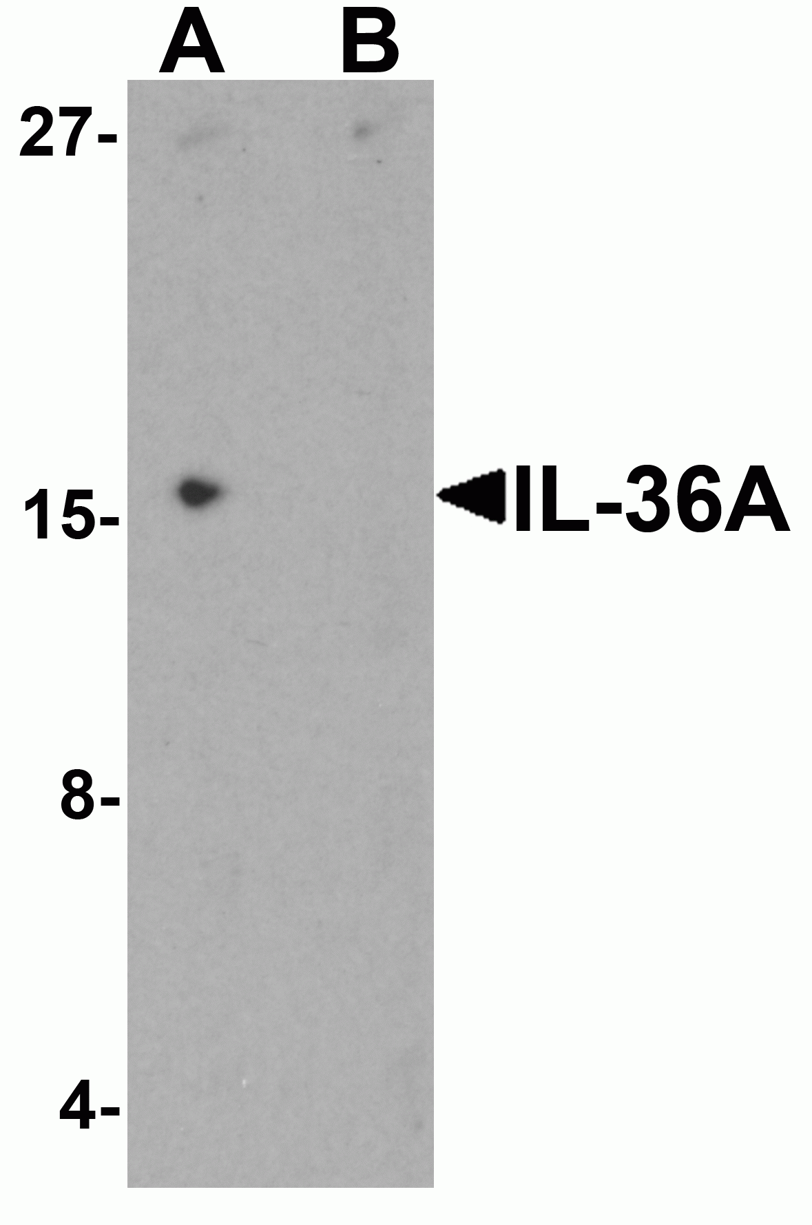 IL-36A Antibody