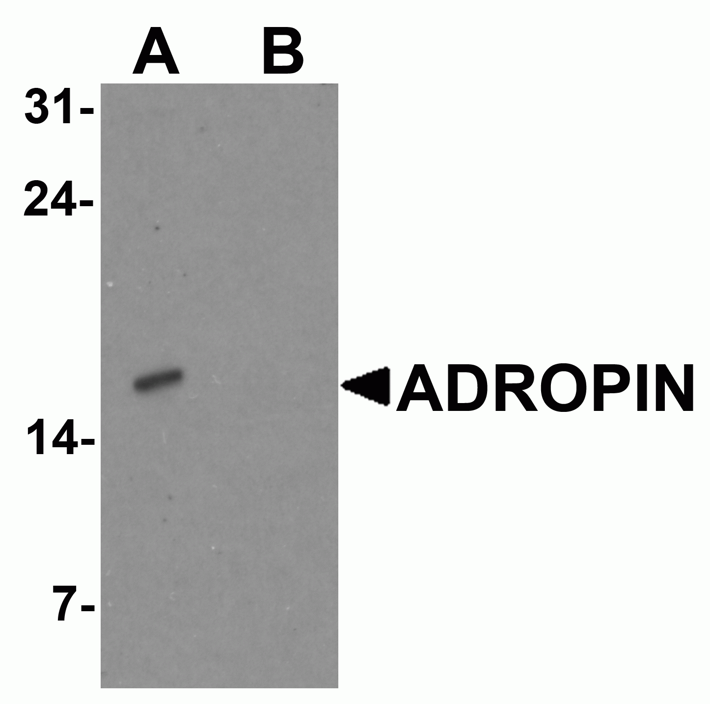ADROPIN Antibody