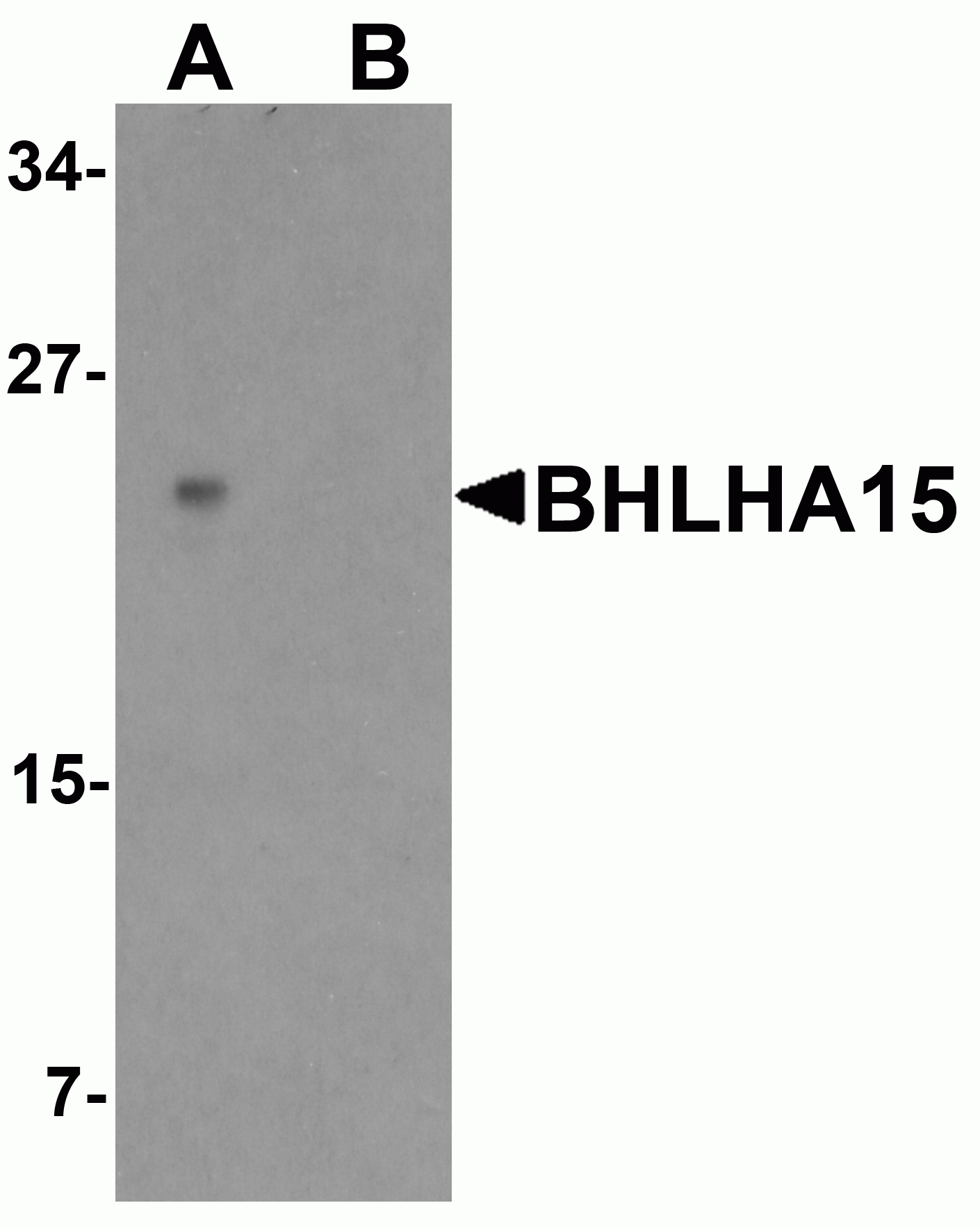 BHLHA15 Antibody