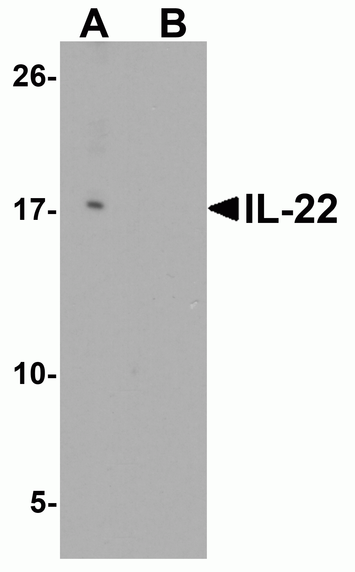 IL-22 Antibody