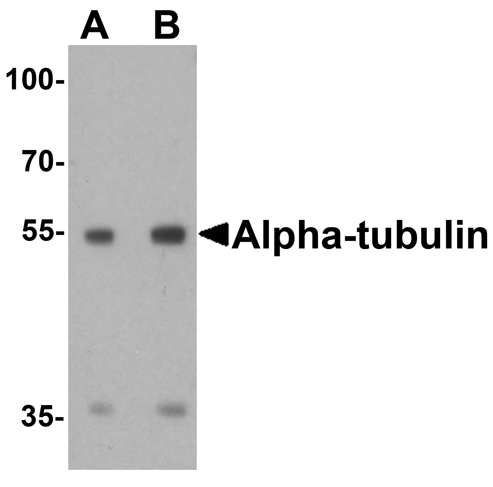 alpha-Tubulin Antibody