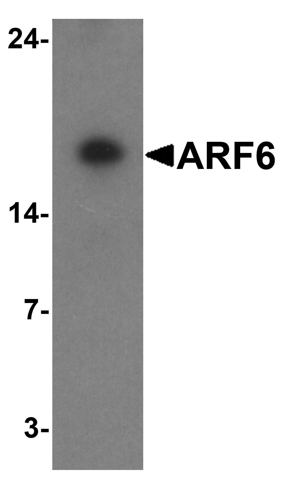 ARF6 Antibody