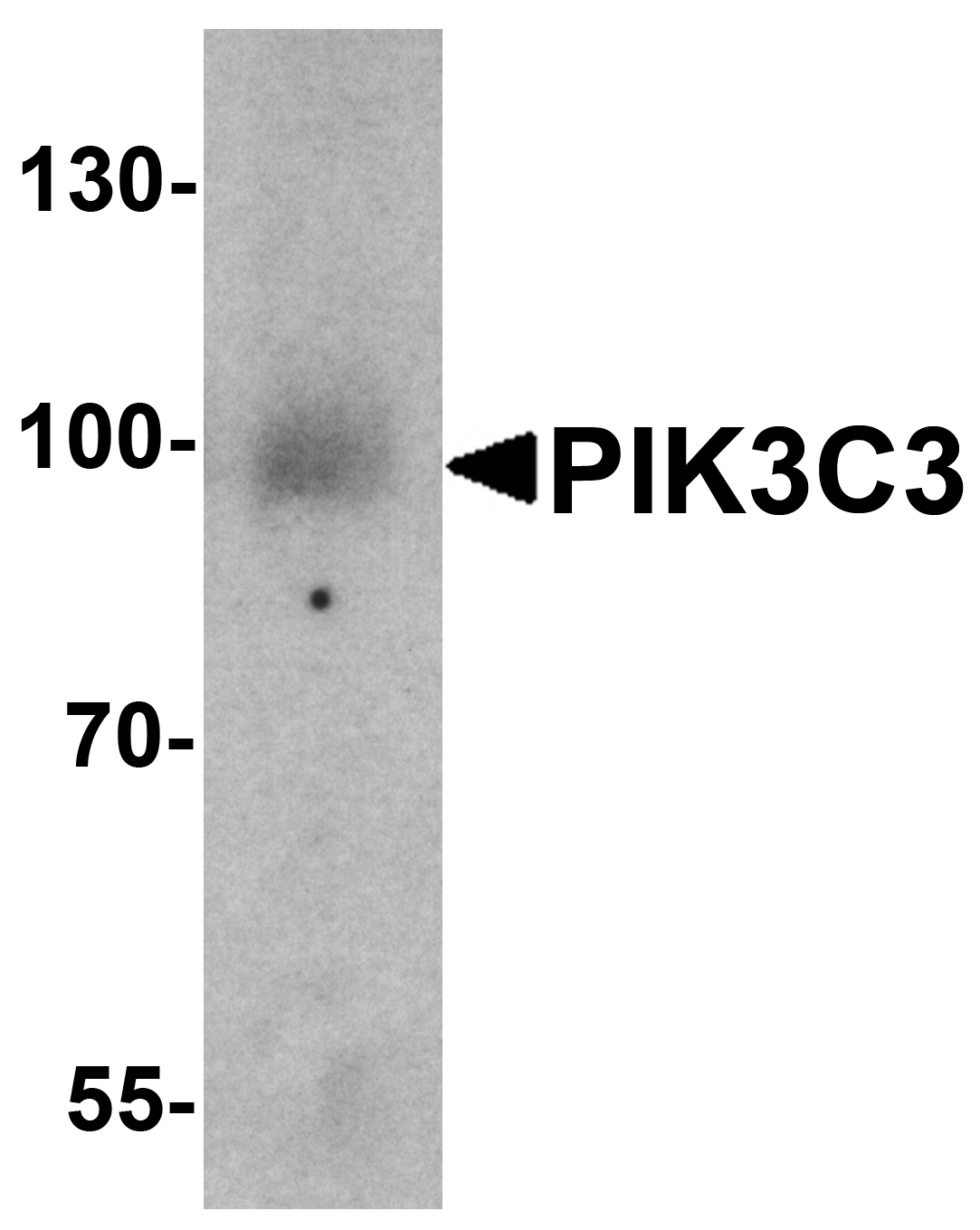 PIK3C3 Antibody