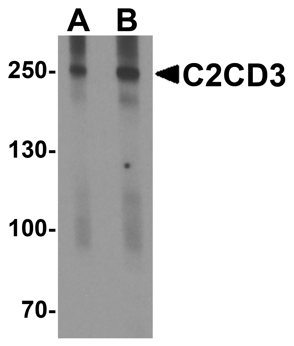 C2CD3 Antibody