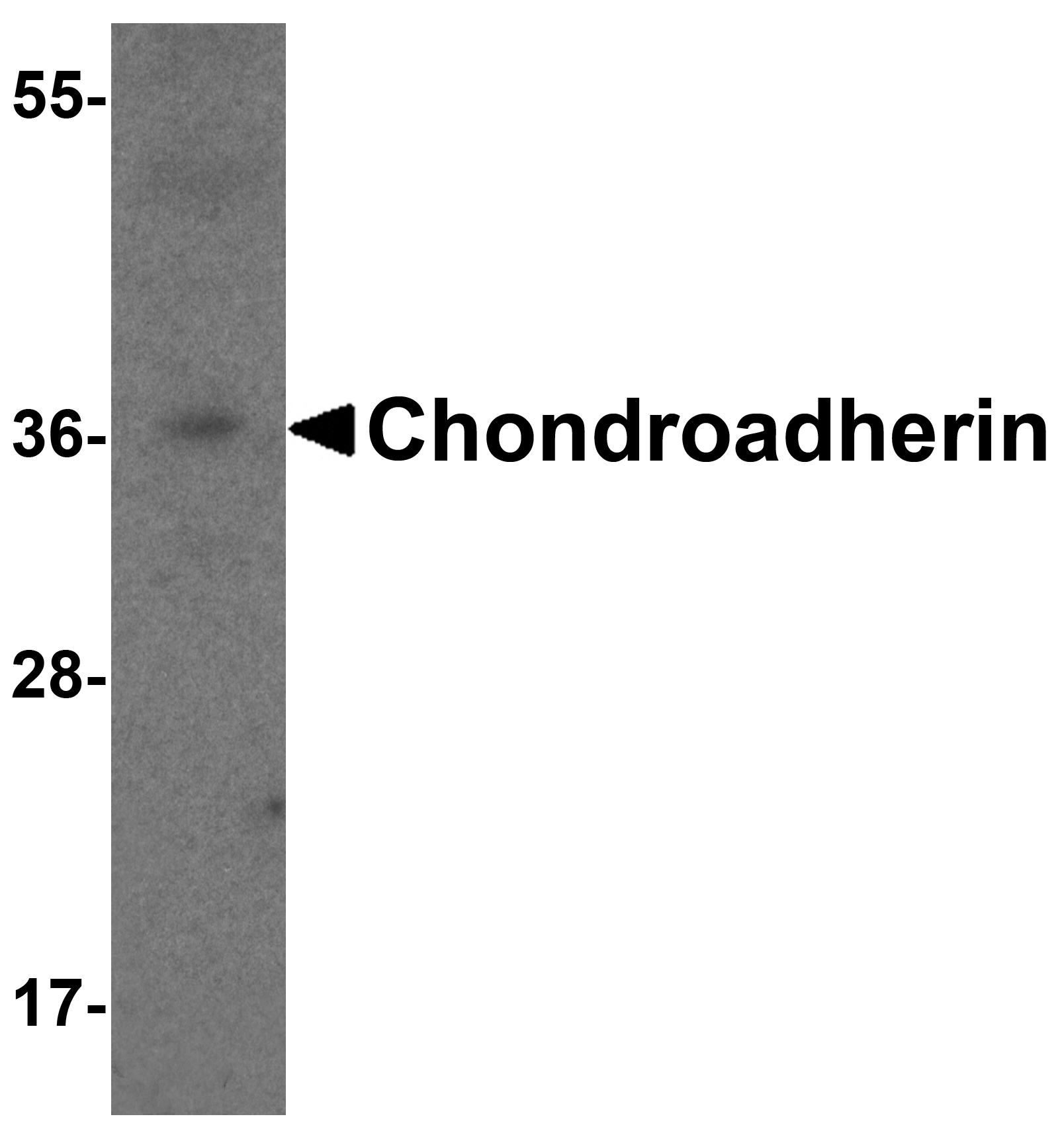 Chondroadherin Antibody