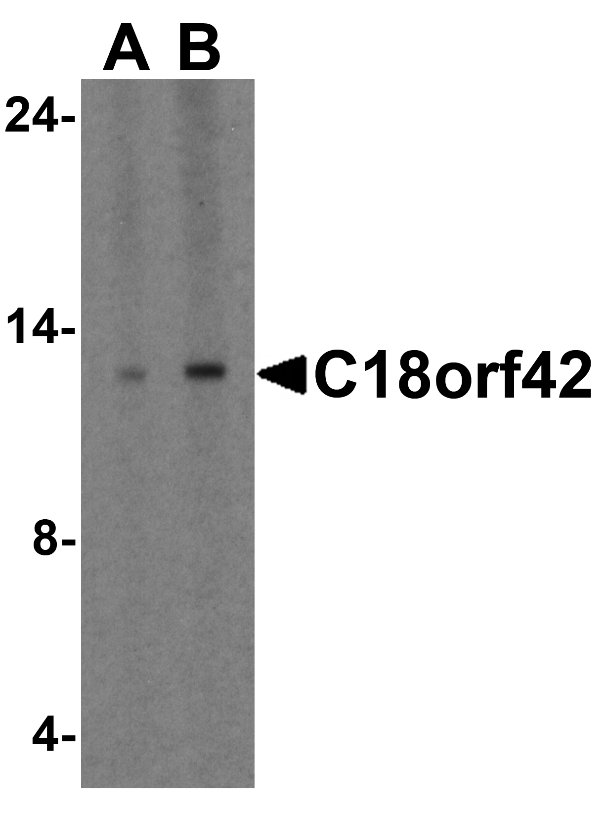 C18orf42 Antibody