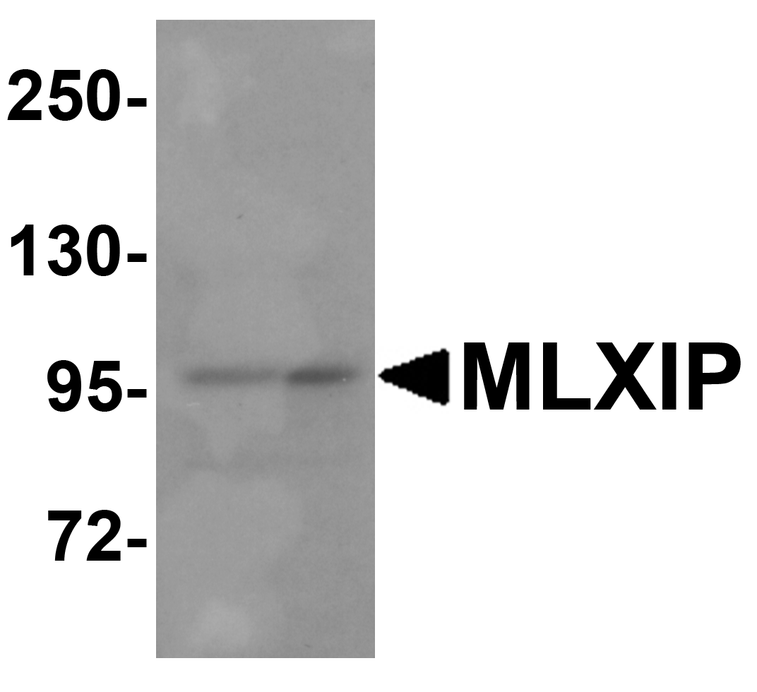 MLXIP Antibody