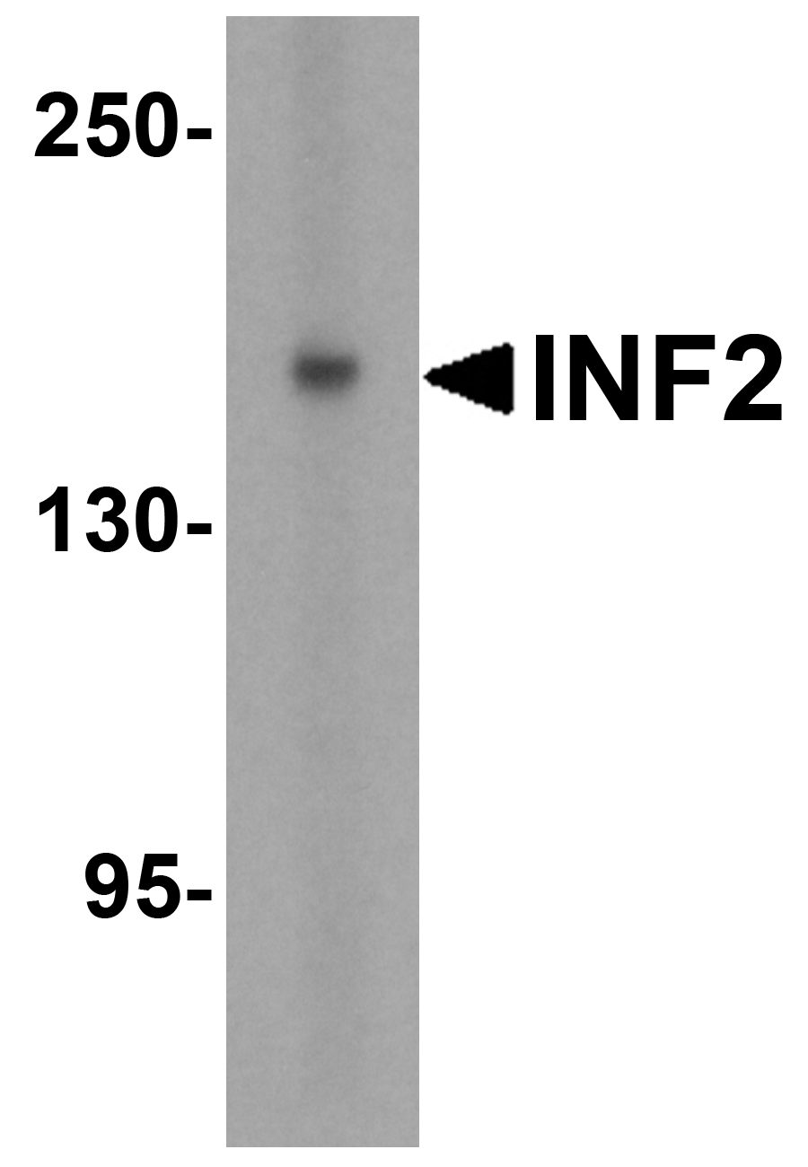 INF2 Antibody