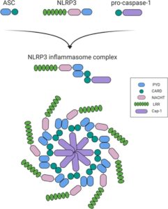 NLRP3 inflammasome structure. The NLRP3 inflammasome is a complex consisting of NLRP3, ASC, and procaspase-1. NLRP3 consists of three regions: the pyrin domain (PYD) in the amino terminus, the NACHT domain, and the leucine-rich repeat domain (LRR) in the carboxy terminus. NLRP3 recruits ASCs through PYD-PYD interactions. In turn, procaspase-1 is recruited by ASC through CARD-CARD interactions to form the NLRP3-ASC-procaspase-1 inflammasome