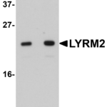 Western blot analysis of LYRM2 in A549 cell lysate with LYRM2 antibody at (A) 1 and (B) 2 μg/mL.