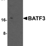 Western blot analysis of BATF3 in 293 cell lysate with BATF3 antibody at 0.5 μg/ml in (A) the absence and (B) the presence of blocking peptide.