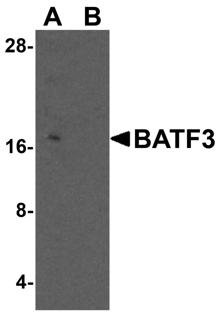 BATF3 Antibody