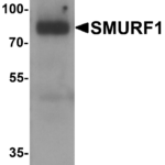 Western blot analysis of SMURF1 in 293 cell lysate with SMURF1 antibody at 1 μg/ml.