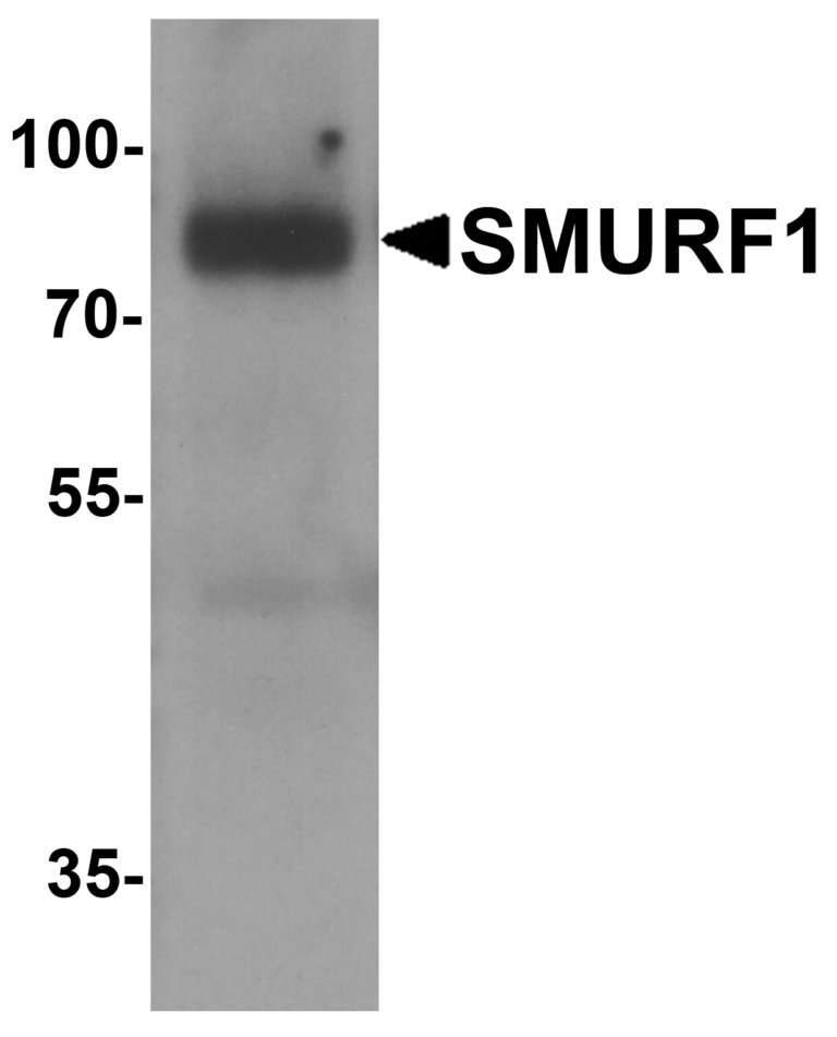 SMURF1 Antibody