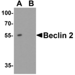 Western blot analysis of Beclin 2 in Jurkat cell lysate with Beclin 2 antibody at 1 μg/ml in (A) the absence and (B) the presence of blocking peptide.