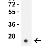 <strong>Figure 1 Western Blot Validation with HIV-1 p24 Protein </strong><br>Loading: 30 ng HIV-1 p24 recombinant protein.  Antibodies: HIV-1 p24, PM-6329, 0.5 μg/mL, 1h incubation at RT in 5% NFDM/TBST.   Secondary: Goat anti-mouse IgG HRP conjugate at 1:5,000 dilution.