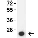 <strong>Figure 1 Western Blot Validation with HIV-1 p24 Protein </strong><br>Loading: 30 ng HIV-1 p24 recombinant protein.  Antibodies: HIV-1 p24, PM-6333, 0.5 μg/mL, 1h incubation at RT in 5% NFDM/TBST.   Secondary: Goat anti-mouse IgG HRP conjugate at 1:5,000 dilution.