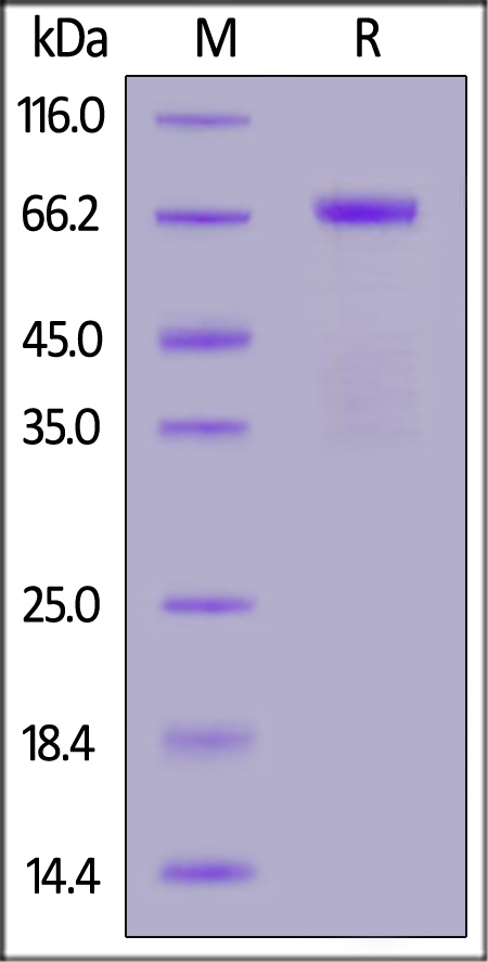 PH20 Hyaluronidase Recombinant Protein, Tag Free